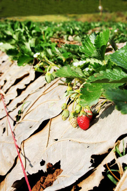 strawberry-chiang mai travel